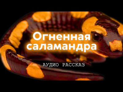 Слушайте бесплатные аудиокниги на русском языке | Audiobukva.ru Курганов Иван - Огненная саламандра